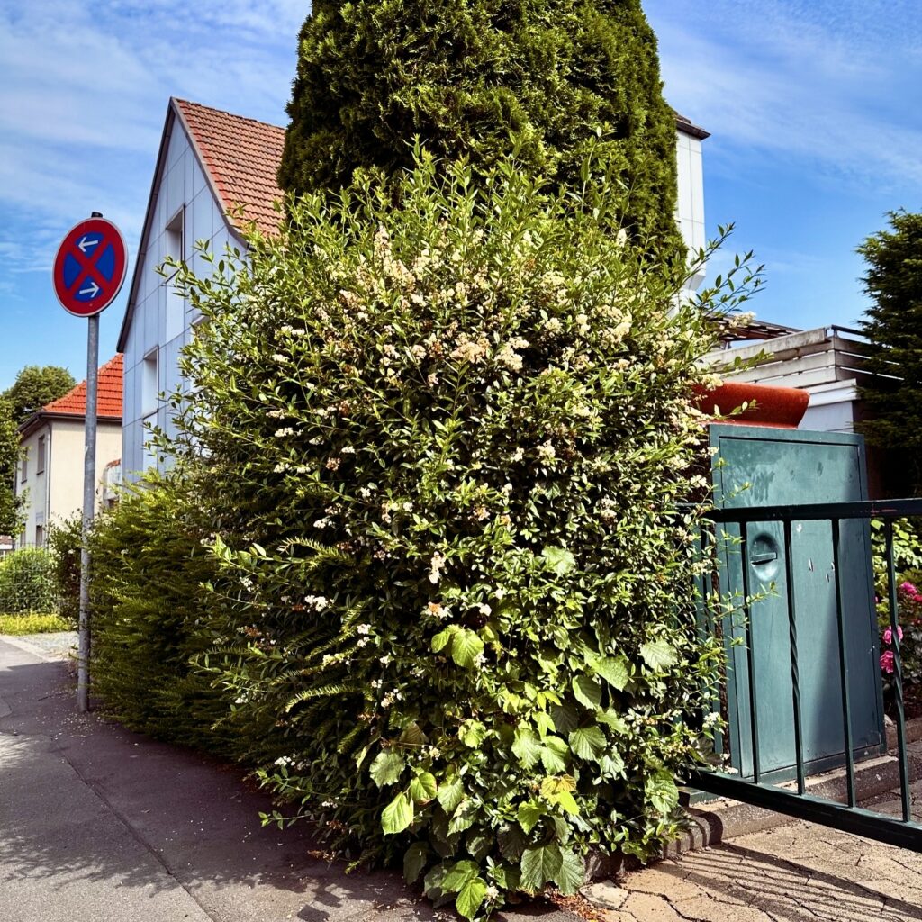 Hecke ungepflegt